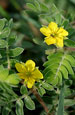 Tribulus Terrestris